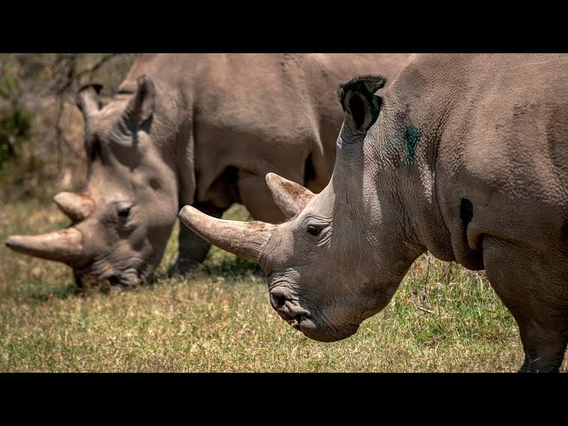 World-first IVF breakthrough could save Northern White Rhinos from extinction