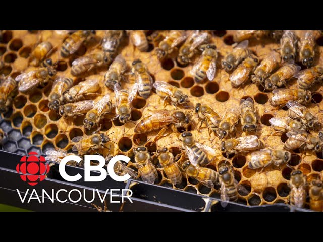 Creston, B.C., honey creates buzz at North American Honey Show