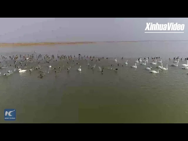 Tens of thousands of migratory birds winter at the Yellow River Delta