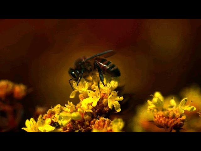 What does the world look like through the eyes of a bee? New tech reveals how animals see colours