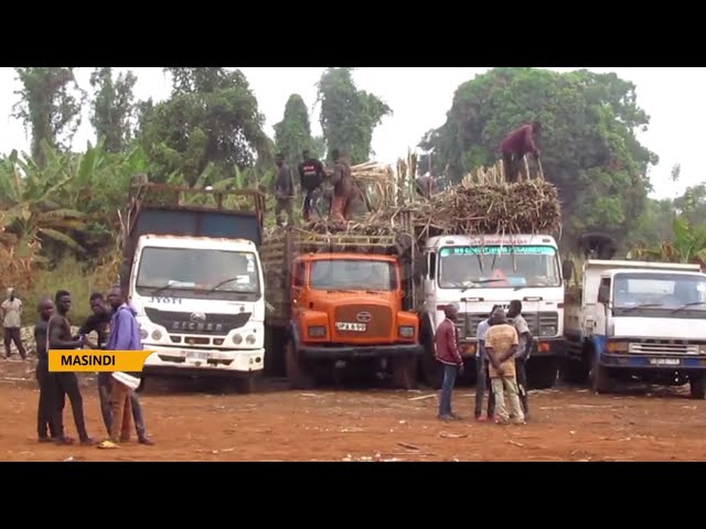 Sugarcane conflict - In Bunyoro as sugar cane growers can’t access the weighbridge