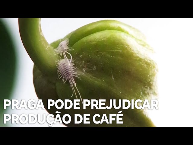 Espécie de praga pode prejudicar a produção de café