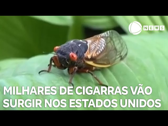 Fenômeno raro: milhares de cigarras vão surgir nos Estados Unidos