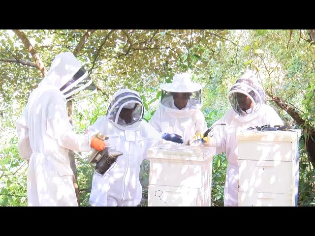 Beekeeping key to food security