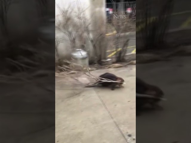 Beaver spotted roaming in downtown Toronto