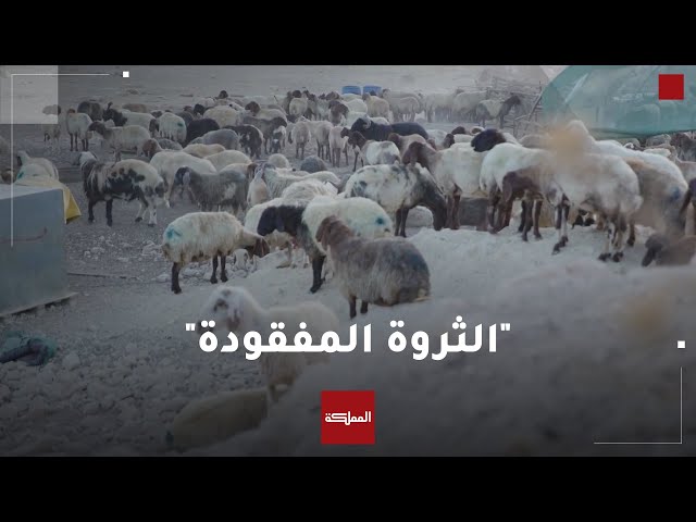 وثائقي | "الثروة المفقودة".. أثر التغير المناخي على الثروة الحيوانية في الأردن