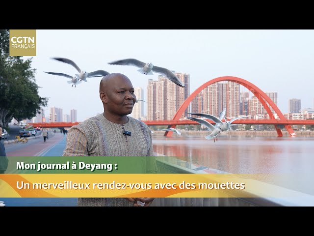 Mon journal à Deyang : un merveilleux rendez-vous avec des mouettes au bord du fleuve Mianyuan