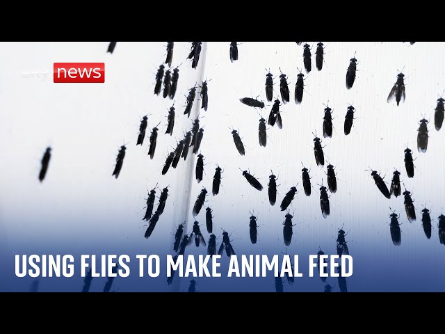 Using insects to make protein for animal feed