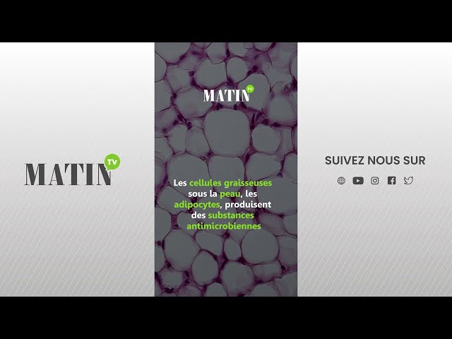 Santé : Les cellules graisseuses, un bouclier contre les infections