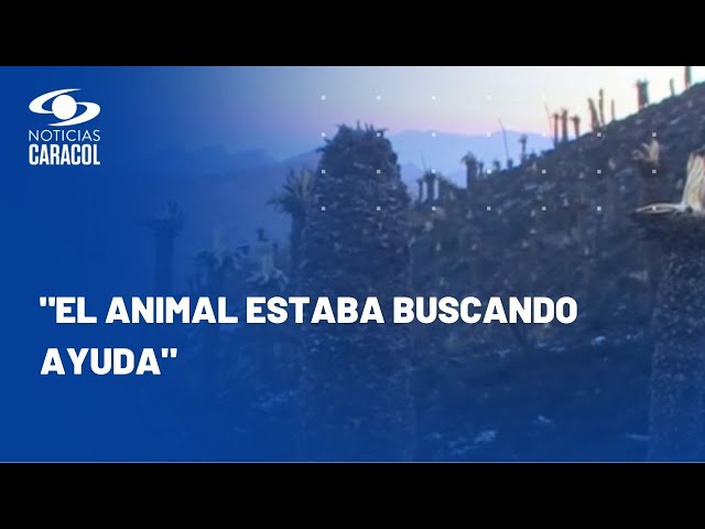 Controlan incendio en Páramo de Siscunsí-Ocetá y rescatan conejo entre las cenizas