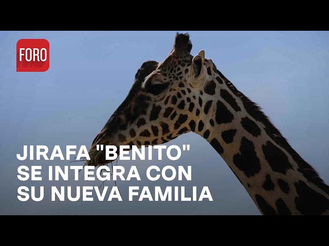 "Benito" se integra a la manada de jirafas en Africam Safari - Las Noticias