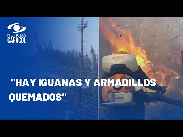 Hay animales calcinados: llamas por incendio en Aguazul, Casanare, alcanzan hasta 6 metros de altura