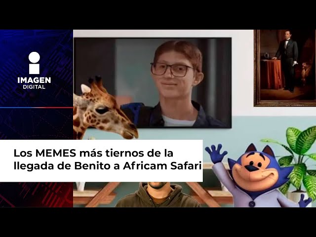 Los MEMES más tiernos de la llegada de la jirafa Benito a Africam Safari