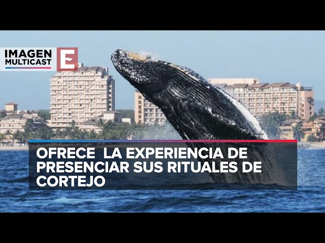 Espectáculo único en Puerto Vallarta con el avistamiento de ballenas