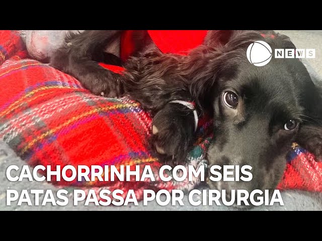 Cachorra com seis patas faz cirurgia para remover membros extras