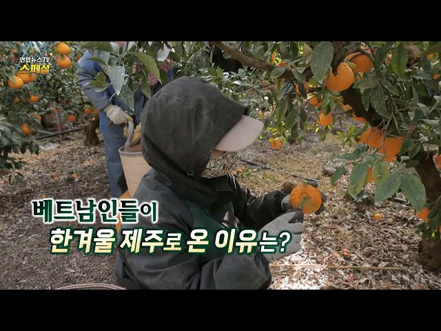 [연합뉴스TV 스페셜] 312회 : 베트남인들이 한겨울 제주로 온 이유는? / 연합뉴스TV (YonhapnewsTV)