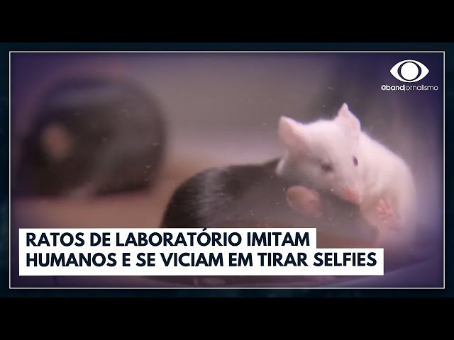 Ratos de laboratório imitam humanos e se viciam em tirar selfies | Jornal da Band