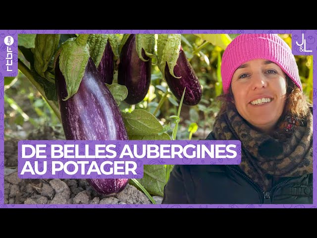 Aubergine : comment bien la semer et la cultiver au potager | Jardins et Loisirs