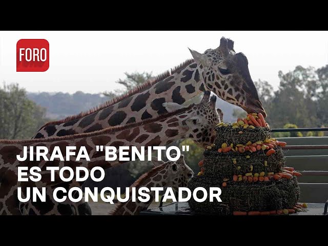 Jirafa "Benito" se integró a su manada - Las Noticias