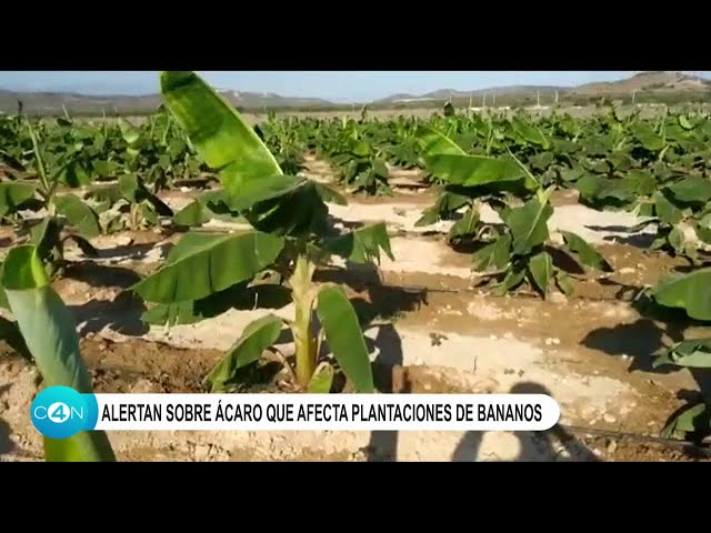 ⁣Alertan sobre Ácaro que afecta plantaciones de bananos