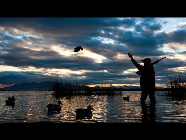 Duck hunting set to continue in Victoria