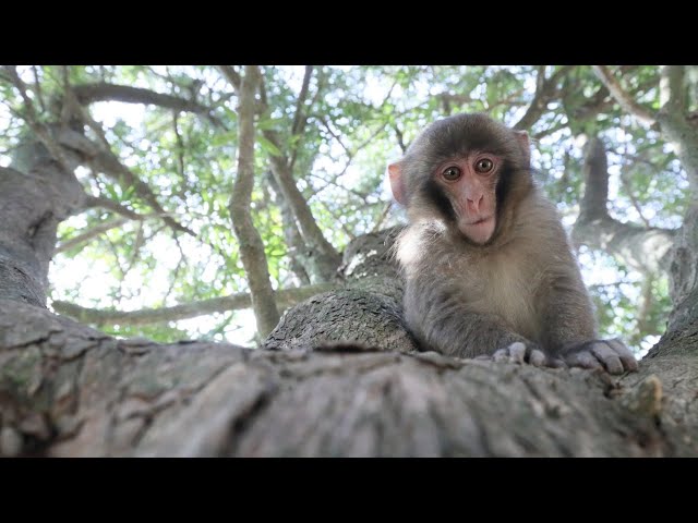 Japanese monkey on the loose in Scotland after escaping zoo