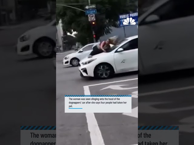 Woman clings onto hood of dognappers' car in downtown LA