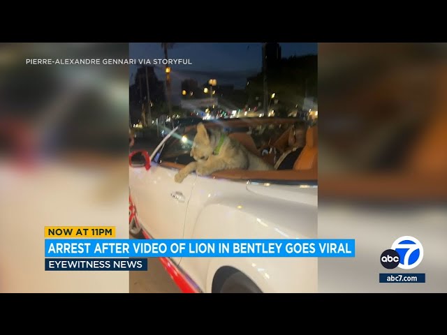 Video of lion cruising in backseat of Bentley lands owner in trouble