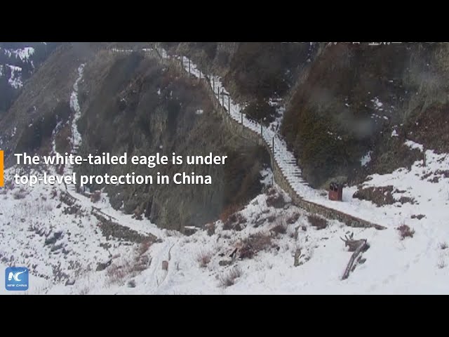 Rare white-tailed eagle spotted at Xinjiang's Tianchi Lake scenic area