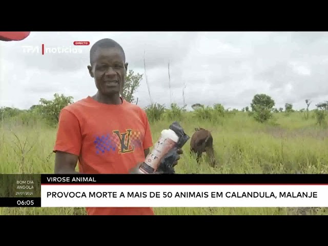 Virose animal - Provoca morte a mais de 50 animais em Calandula, Malanje