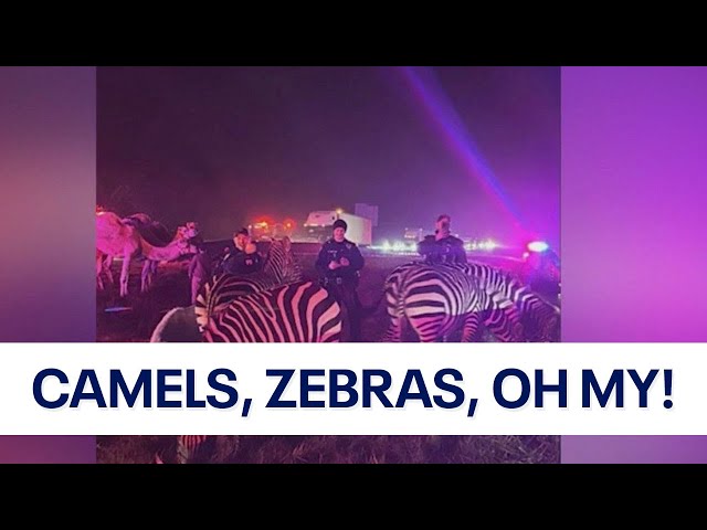 Zebras, camels rescued after circus trailer catches fire on Indiana highway