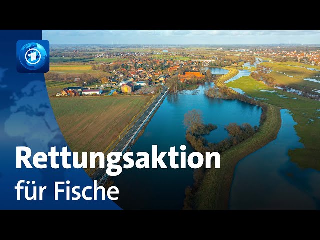 ⁣Nach Hochwasser in Niedersachsen: Rettungsaktion für Fische