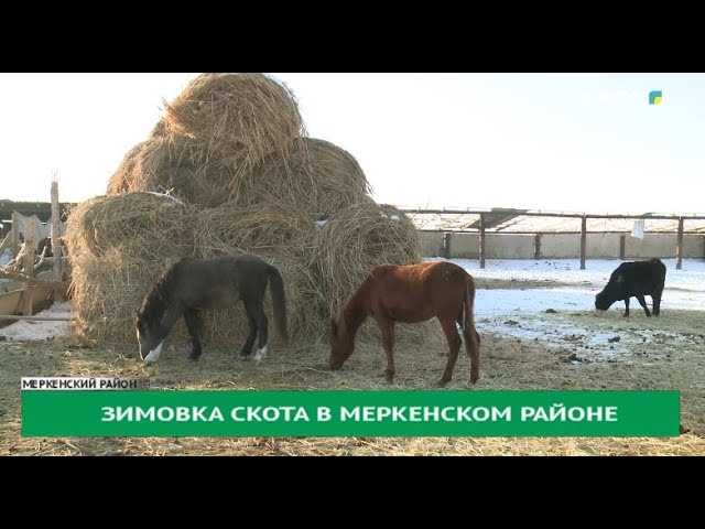 ⁣Зимовка скота в Меркенском районе