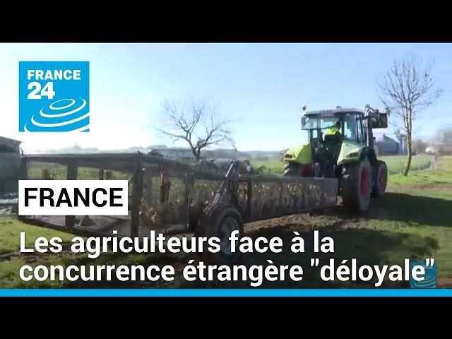 France : les agriculteurs dénoncent une concurrence étrangère "déloyale". • FRANCE 24