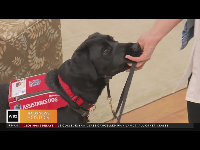 Massachusetts company trains puppies to become service dogs