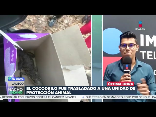 ¡En pleno parque! Hallan cocodrilo en Guadalajara, Jalisco | DPC con Nacho Lozano