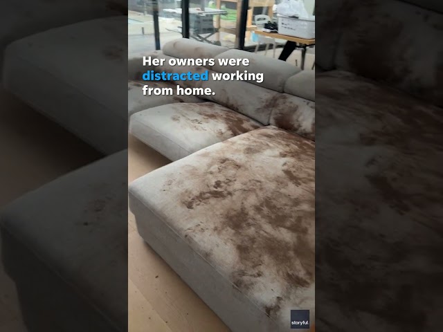 Golden Retriever leaves muddy mess on couch after playing in rain #Shorts