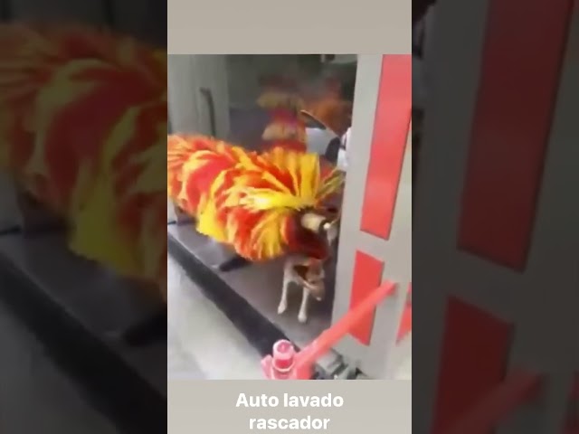 Auto lavado de perros 