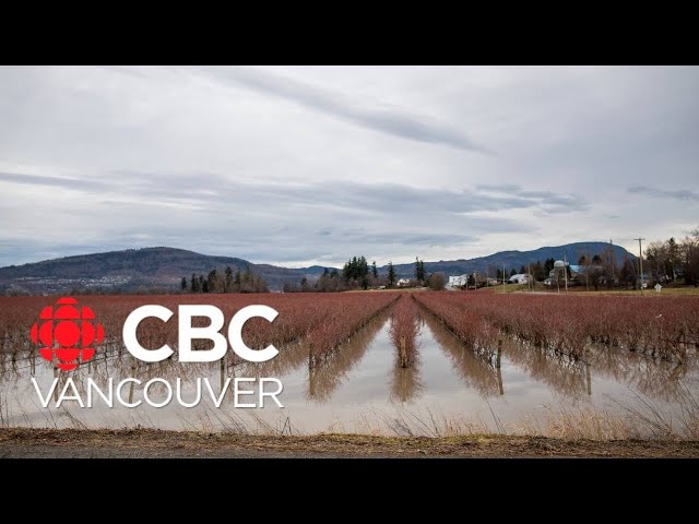 Fraser Valley farmers brace for crop damage from atmospheric river