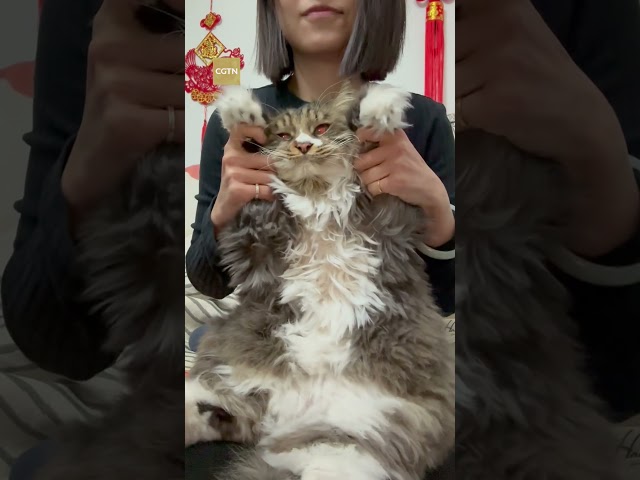 Cat joins #LoongYearLoongDance to celebrate Chinese New Year