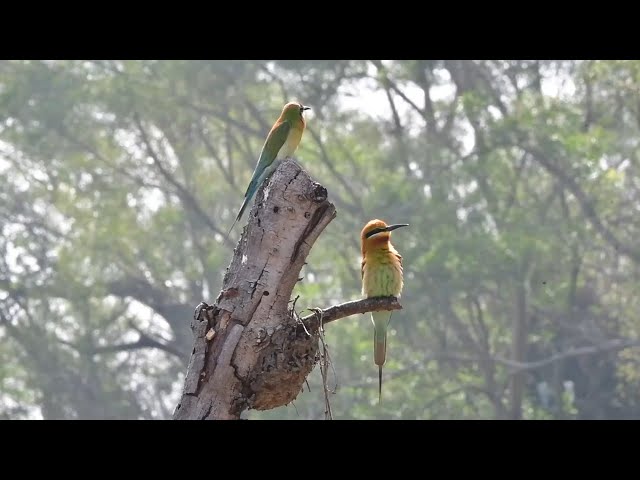 GLOBALink| Tiny nature reserve for rare birds in downtown Xiamen