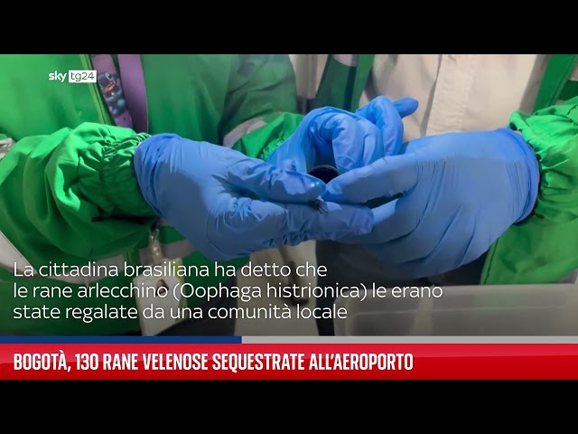 ⁣Bogotà, 130 rane velenose sequestrate all'aeroporto