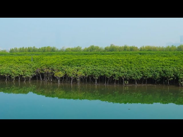 GLOBALink | China's coastal city achieves solid progress in mangrove conservation