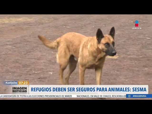 Jesús Sesma celebra dictamen de reforma a la Ley de Bienestar Animal