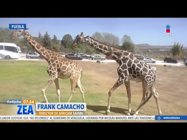 La jirafa Benito se integra a su nueva familia en Africam Safari