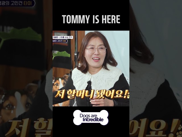 TOMMY IS HERE  #Dogsareincredible #개는훌륭하다 #Ep204 | KBS WORLD TV 240130