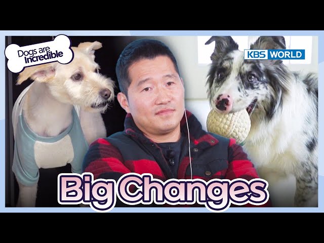 Big Changes  [Dogs are incredible : EP.204-1] | KBS WORLD TV 240130