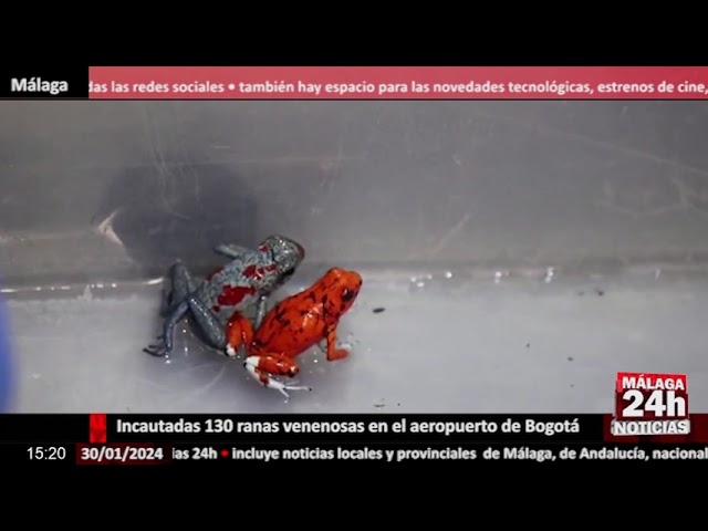 Noticia - Incautadas 130 ranas venenosas en el aeropuerto de Bogotá