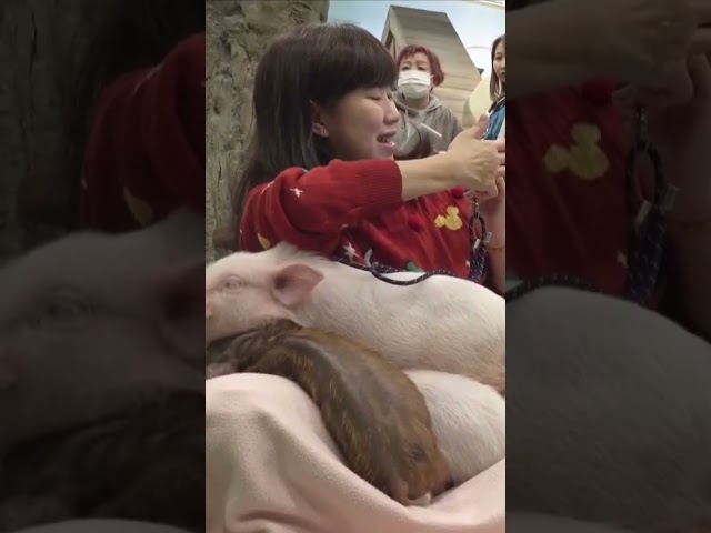 A pig cafe in Japan has become a tourist hotspot