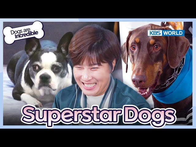 Superstar Dogs ✨ [Dogs are incredible : EP.204-3] | KBS WORLD TV 240130